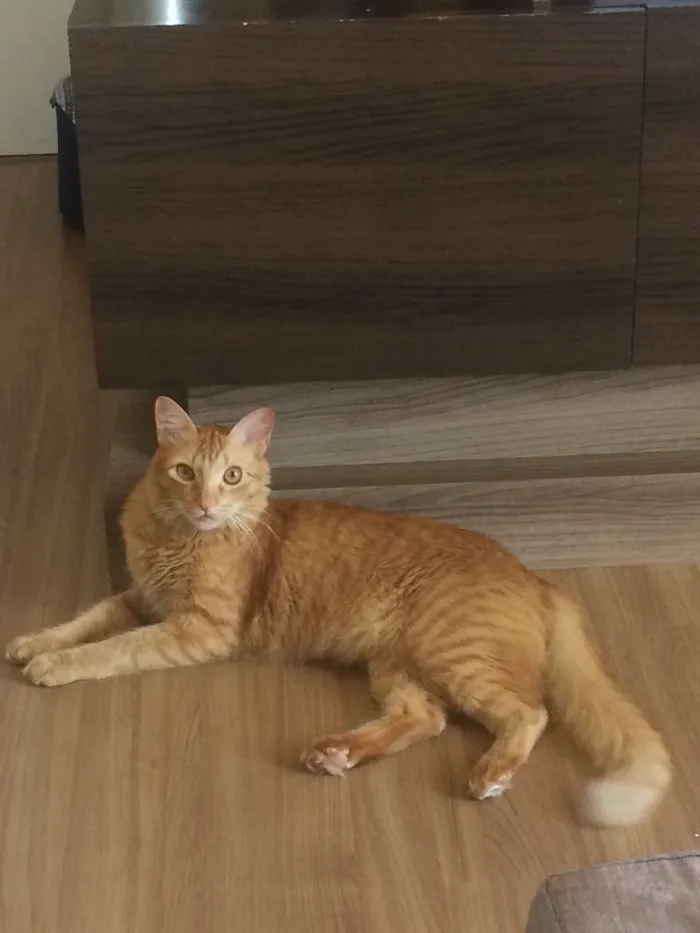 Gato ra a Srd idade 3 anos nome Sullivan 
