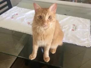 Gato raça Srd idade 3 anos nome Sullivan 