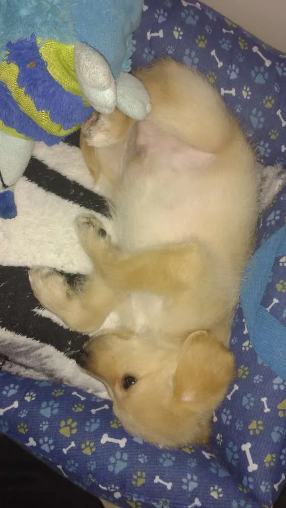 Cachorro ra a Labrador com Golden  idade 2 a 6 meses nome Lion