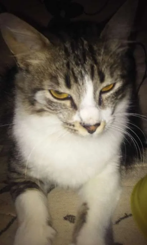 Gato raça srd idade 2 a 6 meses nome Princess