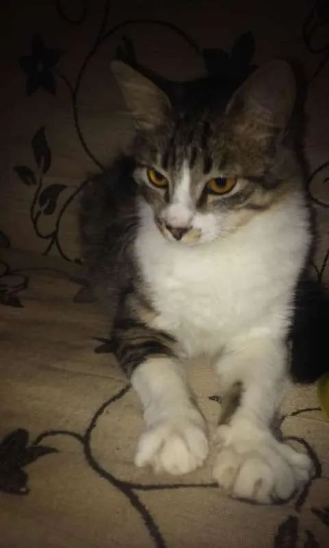 Gato raça srd idade 2 a 6 meses nome Princess