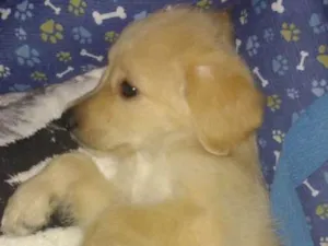 Cachorro raça Labrador com Golden  idade 2 a 6 meses nome Lion