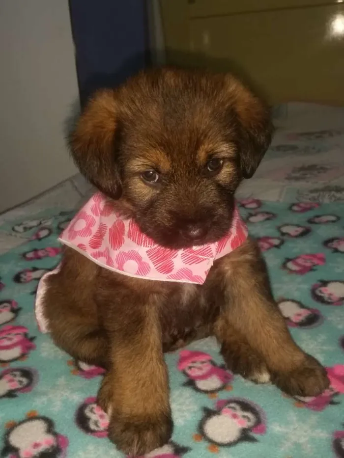 Cachorro ra a Srd idade Abaixo de 2 meses nome Cristal ..bb