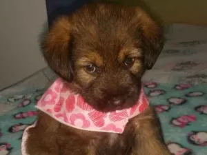 Cachorro raça Srd idade Abaixo de 2 meses nome Cristal ..bb