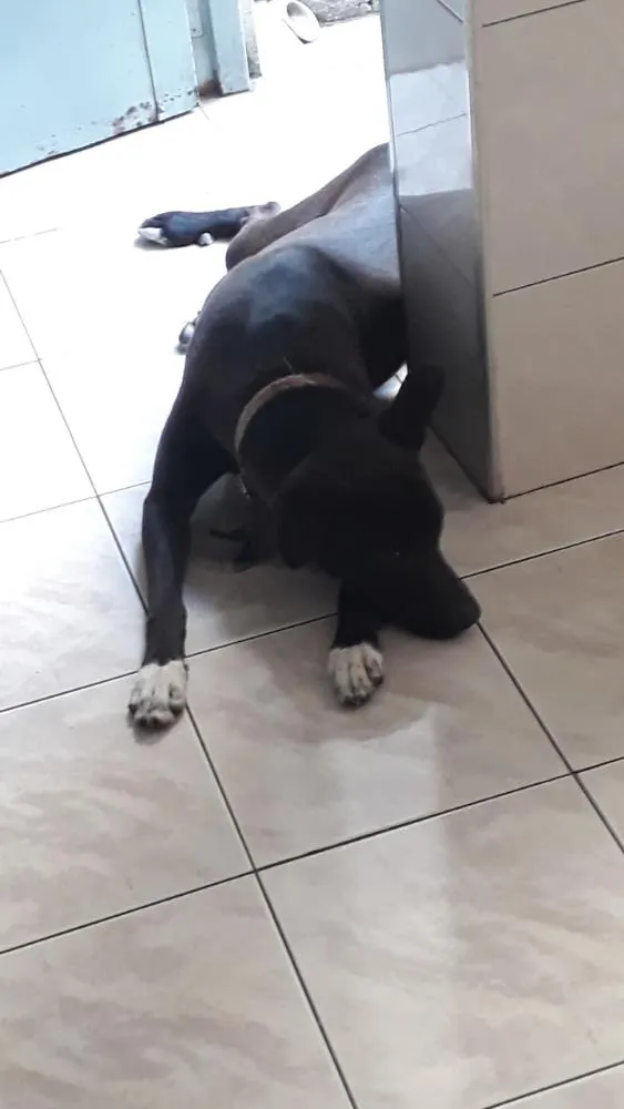 Cachorro ra a Vira-lata com labrador  idade 1 ano nome Aron