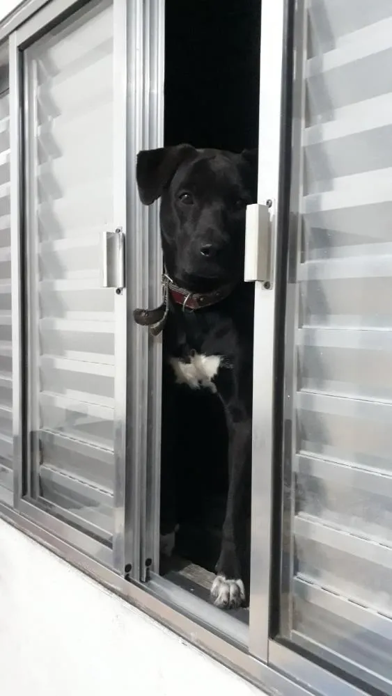 Cachorro ra a Vira-lata com labrador  idade 1 ano nome Aron