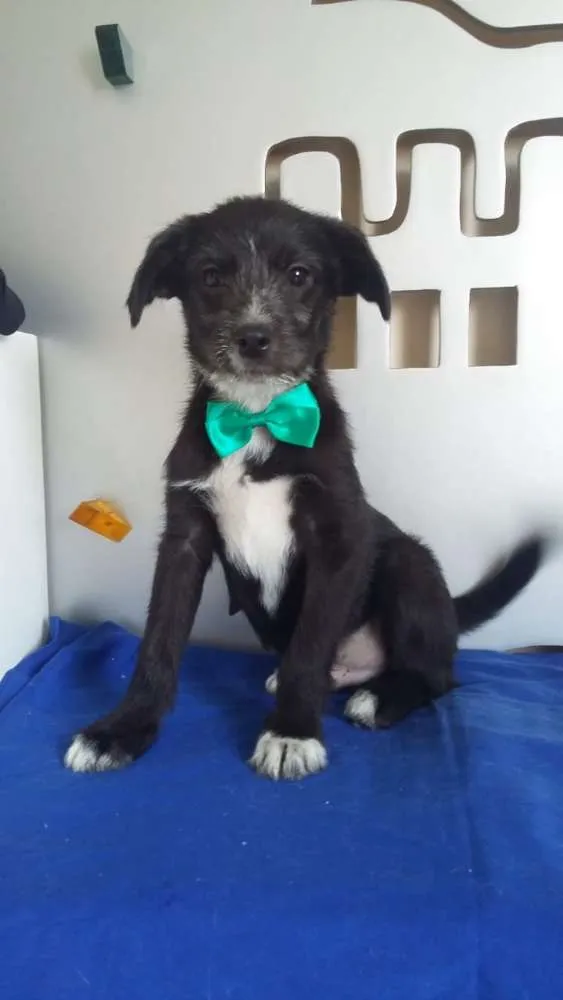 Cachorro ra a  idade 2 a 6 meses nome Pichocho 