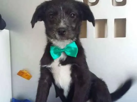 Cachorro ra a  idade 2 a 6 meses nome Pichocho 
