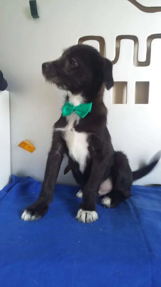 Cachorro ra a  idade 2 a 6 meses nome Pichocho 