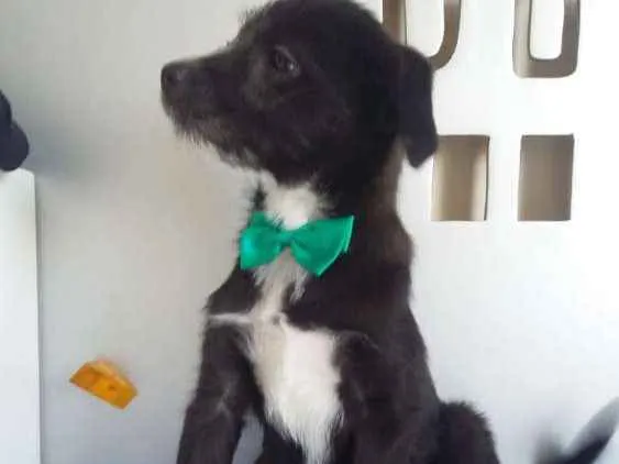 Cachorro ra a  idade 2 a 6 meses nome Pichocho 