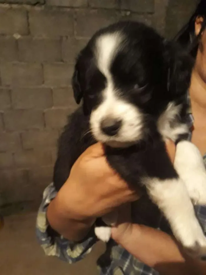 Cachorro ra a  idade 2 a 6 meses nome Filhotes 