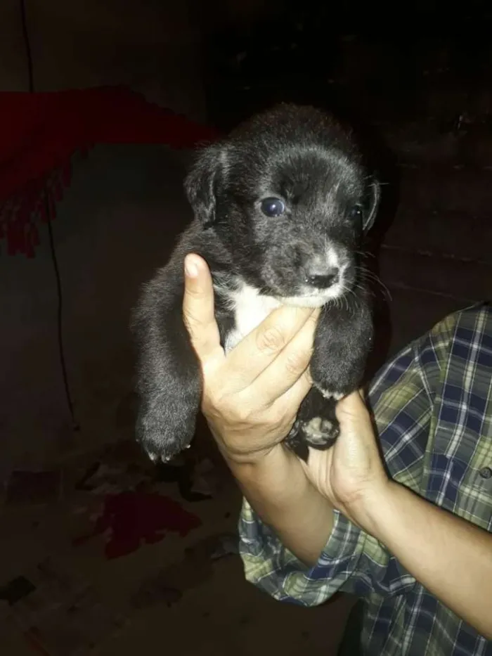 Cachorro ra a  idade 2 a 6 meses nome Filhotes 