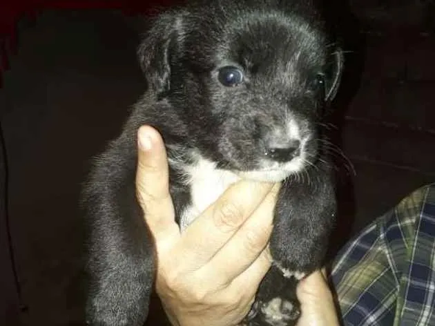 Cachorro ra a  idade 2 a 6 meses nome Filhotes 