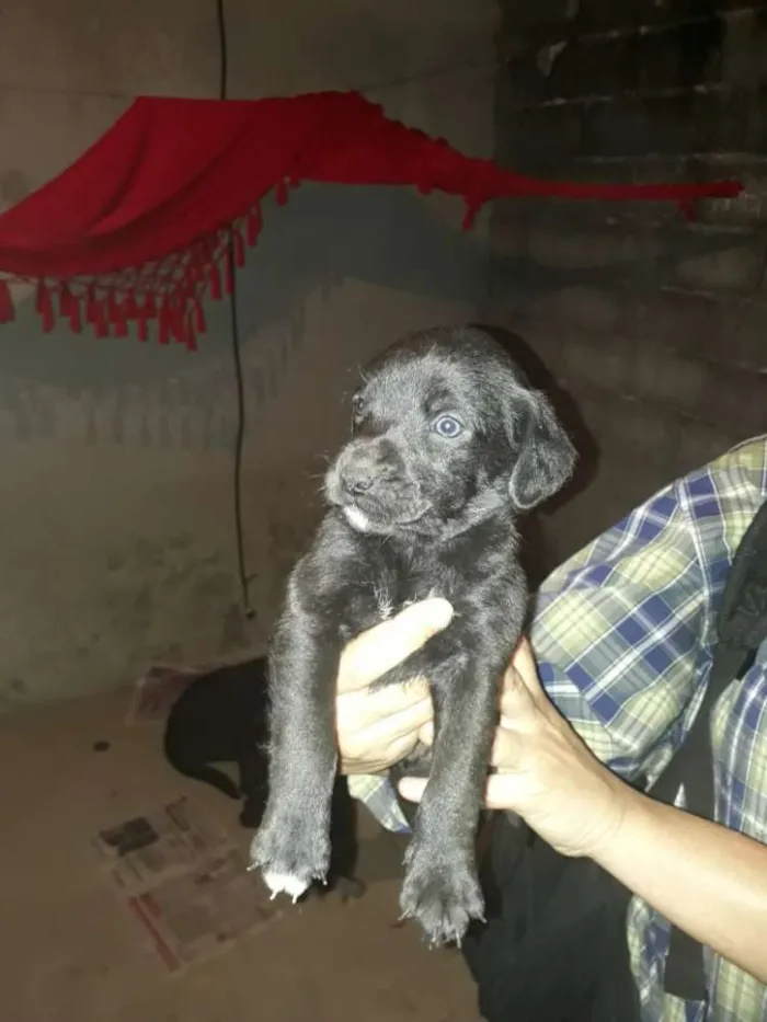 Cachorro ra a  idade 2 a 6 meses nome Filhotes 