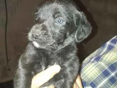 Cachorro ra a  idade 2 a 6 meses nome Filhotes 