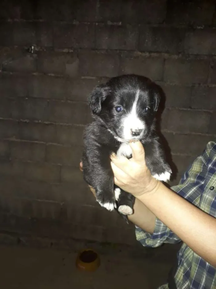 Cachorro ra a  idade 2 a 6 meses nome Filhotes 