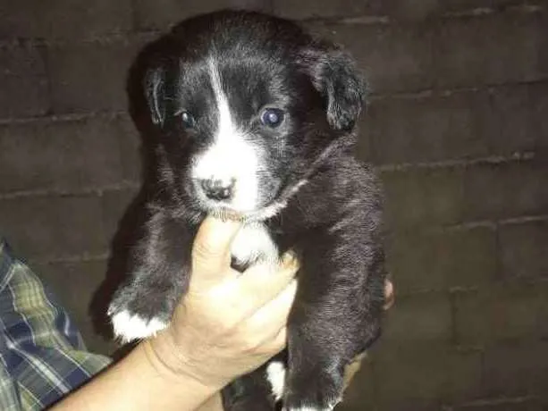Cachorro ra a  idade 2 a 6 meses nome Filhotes 