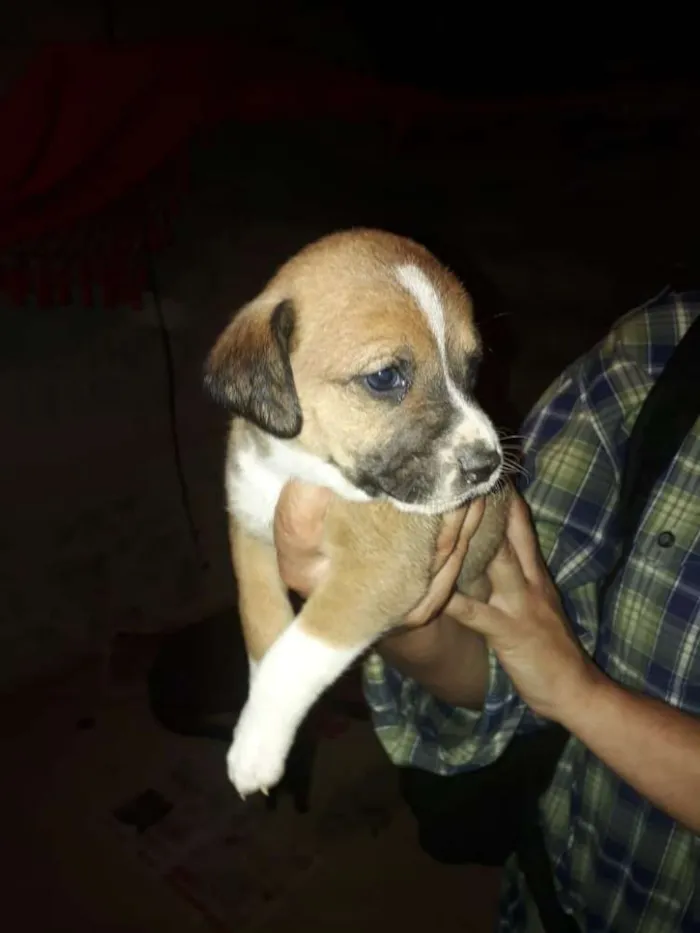 Cachorro ra a  idade 2 a 6 meses nome Filhotes 