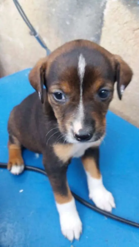 Cachorro ra a  idade 2 a 6 meses nome Filhotes 