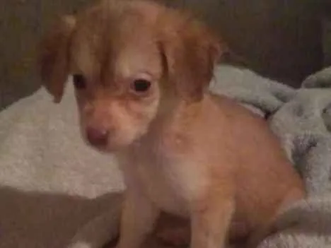 Cachorro ra a  idade 2 a 6 meses nome Filhotes 
