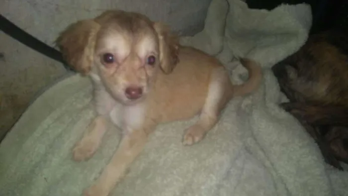 Cachorro ra a  idade 2 a 6 meses nome Filhotes 