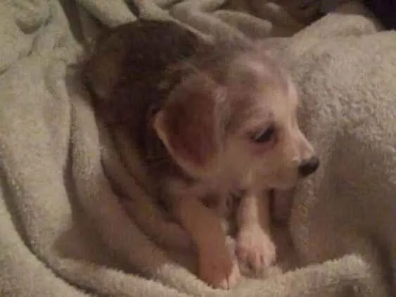 Cachorro ra a  idade 2 a 6 meses nome Filhotes 
