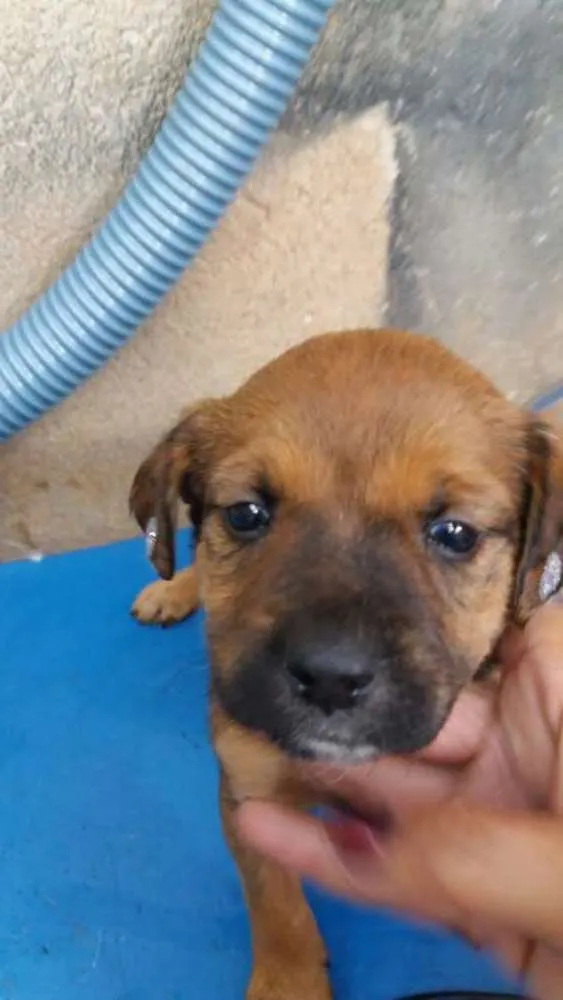 Cachorro ra a  idade 2 a 6 meses nome Filhotes 