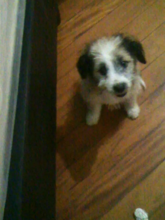 Cachorro ra a  idade 2 a 6 meses nome Ariel