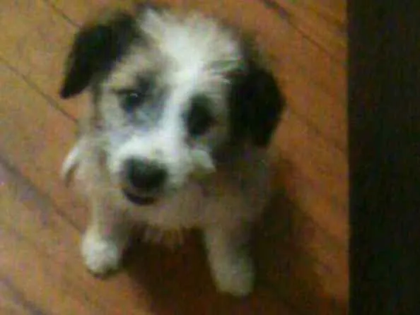 Cachorro ra a  idade 2 a 6 meses nome Ariel