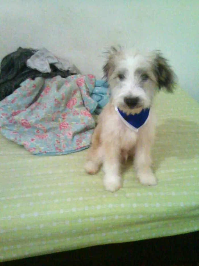 Cachorro ra a  idade 2 a 6 meses nome Ariel