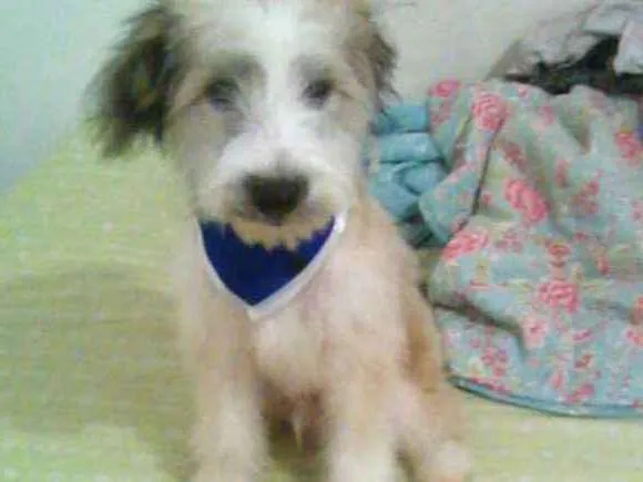 Cachorro ra a  idade 2 a 6 meses nome Ariel