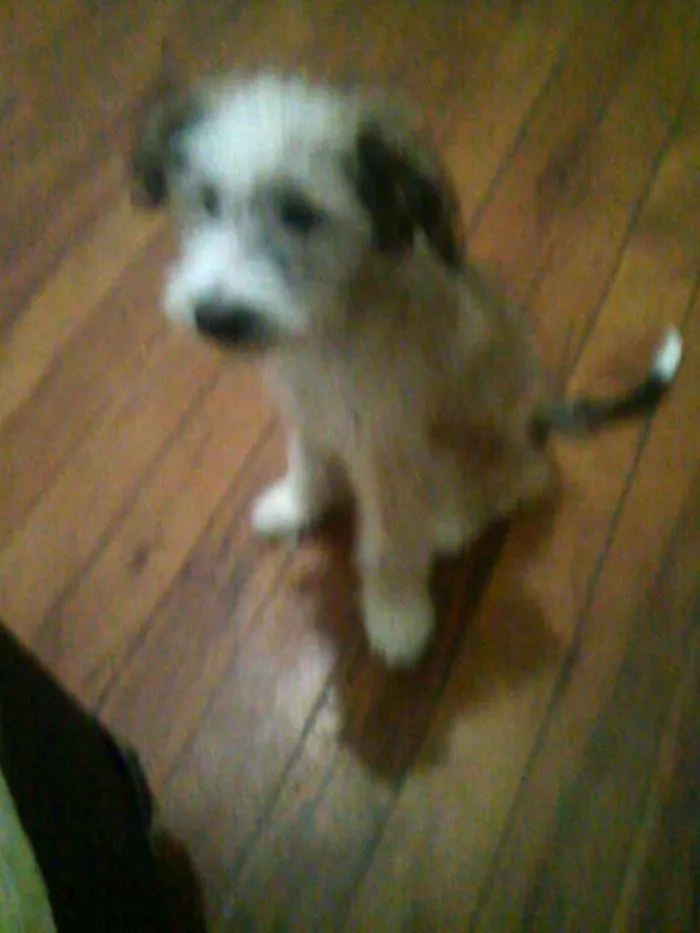 Cachorro ra a  idade 2 a 6 meses nome Ariel