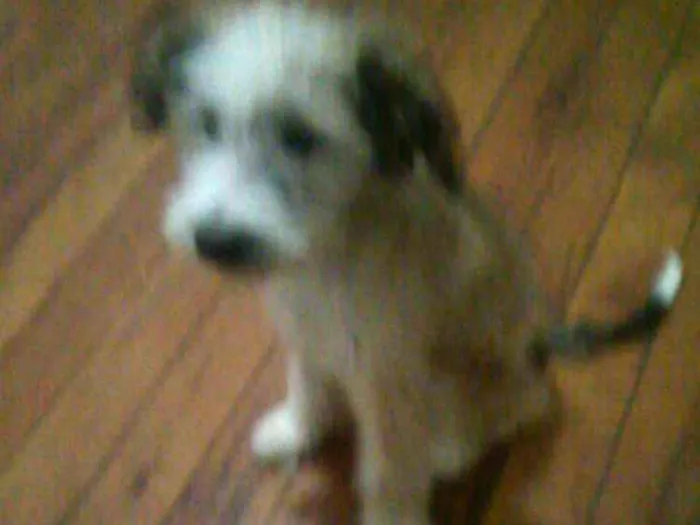 Cachorro ra a  idade 2 a 6 meses nome Ariel