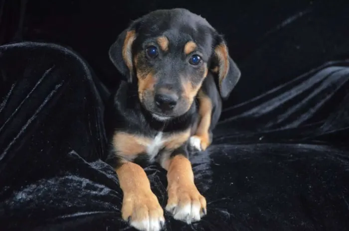 Cachorro ra a  idade 2 a 6 meses nome Flash