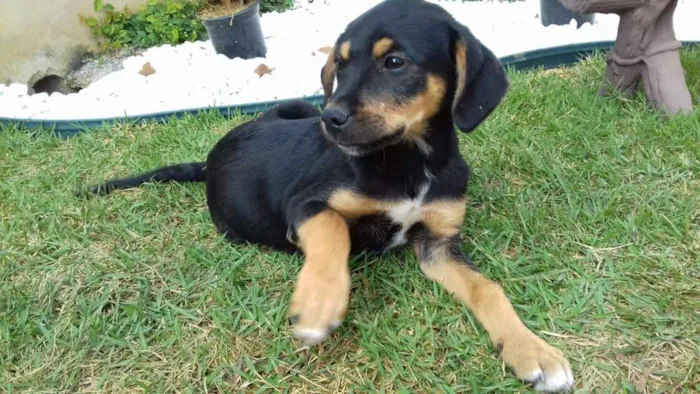 Cachorro ra a  idade 2 a 6 meses nome Flash