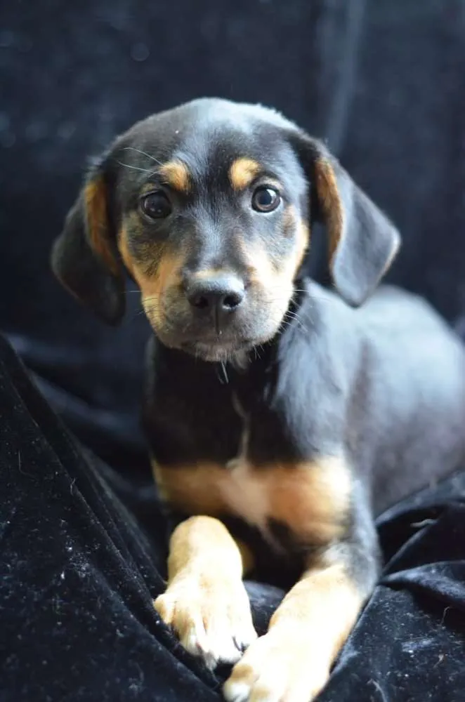 Cachorro ra a  idade 2 a 6 meses nome Flash