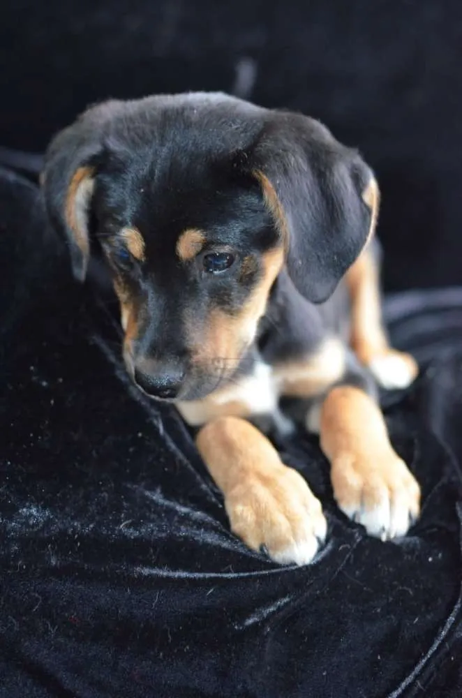 Cachorro ra a  idade 2 a 6 meses nome Flash