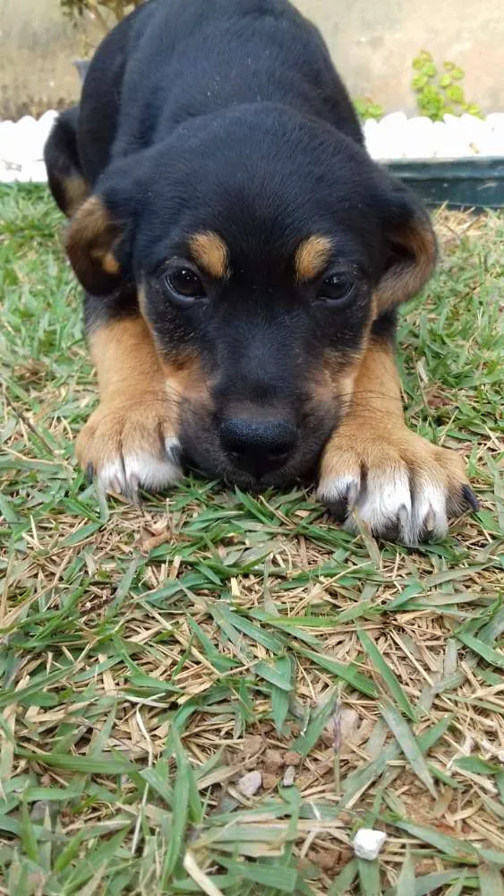Cachorro ra a  idade 2 a 6 meses nome Flash