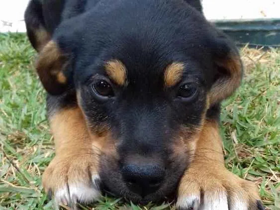 Cachorro ra a  idade 2 a 6 meses nome Flash