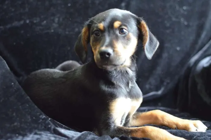 Cachorro ra a  idade 2 a 6 meses nome Flash