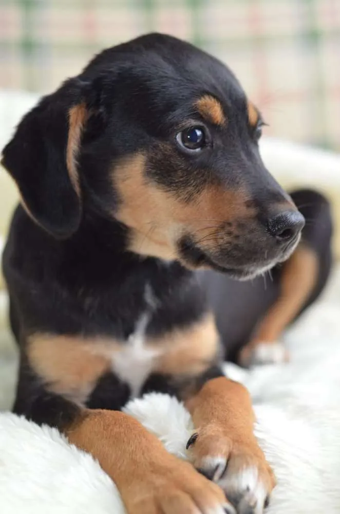 Cachorro ra a  idade 2 a 6 meses nome Flash