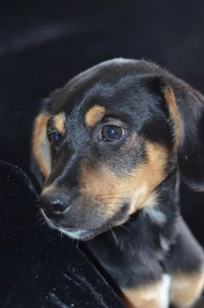 Cachorro ra a  idade 2 a 6 meses nome Flash