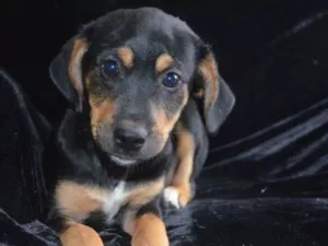 Cachorro raça  idade 2 a 6 meses nome Flash