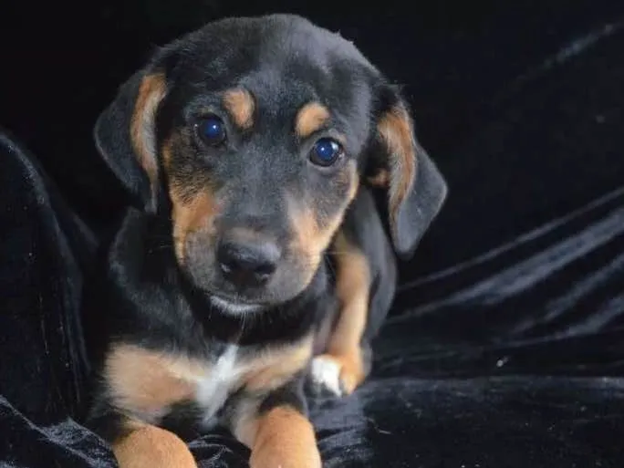 Cachorro ra a  idade 2 a 6 meses nome Flash
