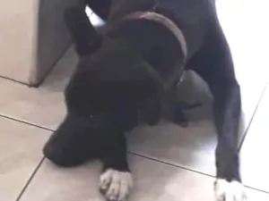 Cachorro raça Vira-lata com labrador  idade 1 ano nome Aron
