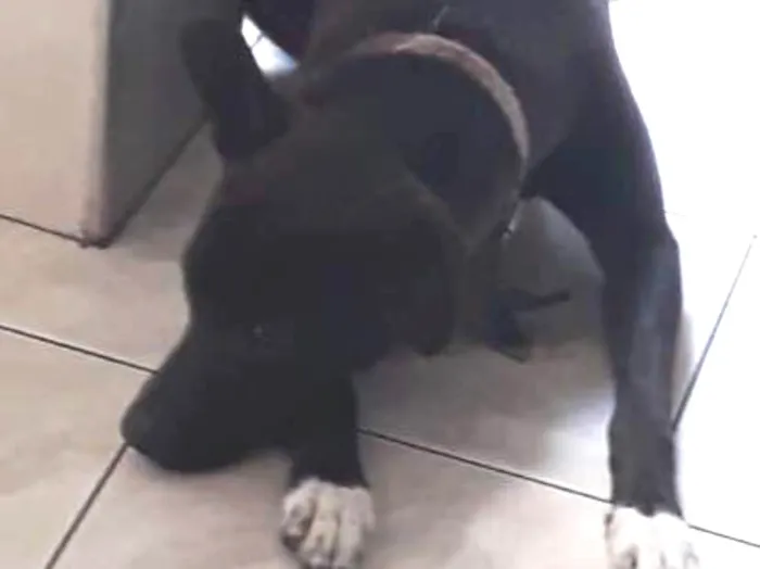 Cachorro ra a Vira-lata com labrador  idade 1 ano nome Aron