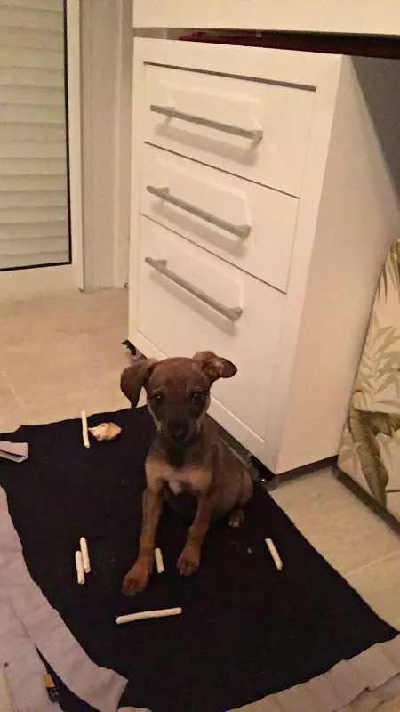 Cachorro ra a Vira-lata idade 2 a 6 meses nome Chico