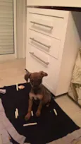 Chico