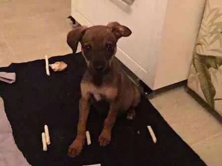 Cachorro ra a Vira-lata idade 2 a 6 meses nome Chico