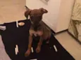 Chico